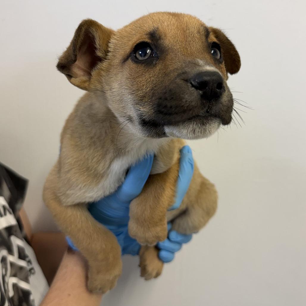 Enlarge Hagrid, a Adoptable mixed breed in Hattiesburg, MS image 1/1