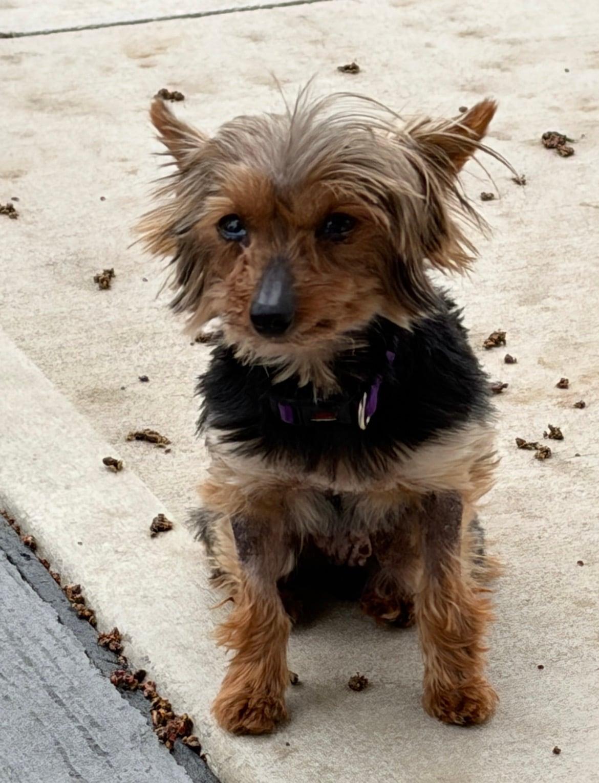 Bitsy!!, adopted, Senior Female Yorkshire Terrier.