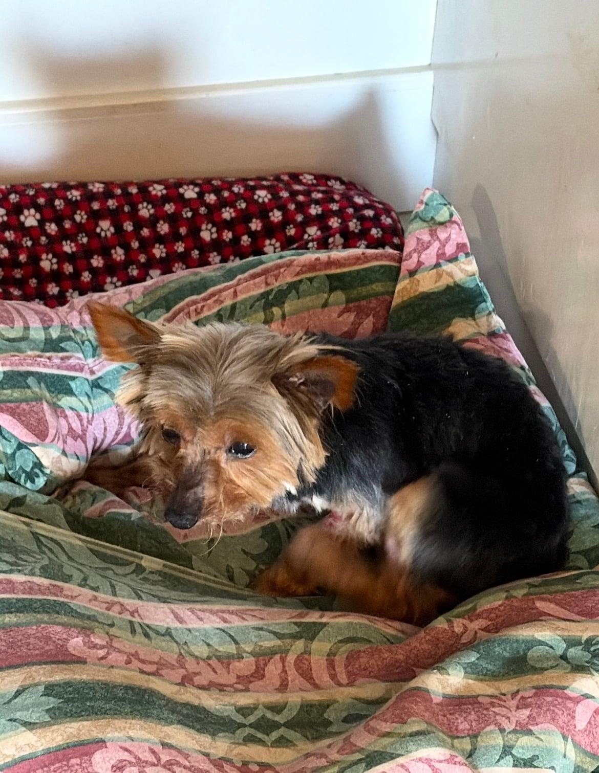 Enlarge Bitsy!!, an adopted Yorkshire Terrier in Celina, OH image 5/5
