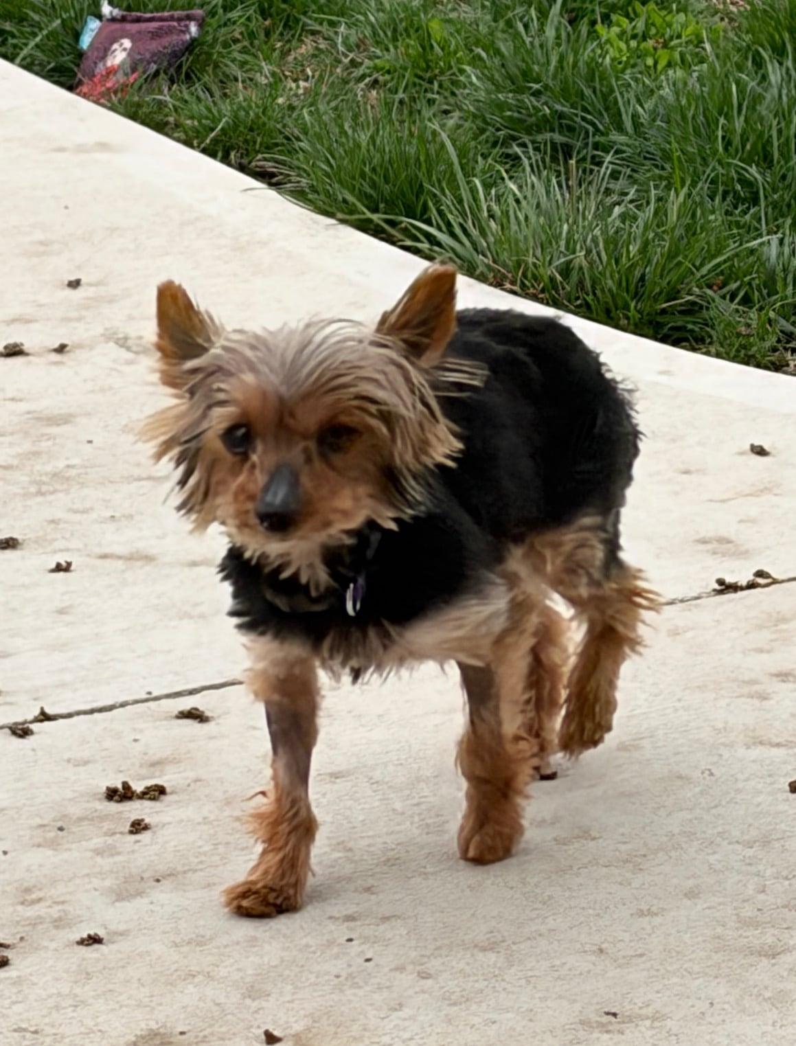 Enlarge Bitsy!!, an adopted Yorkshire Terrier in Celina, OH image 3/5