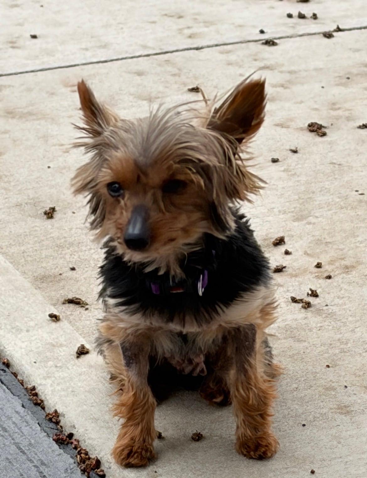 Enlarge Bitsy!!, an adopted Yorkshire Terrier in Celina, OH image 2/5