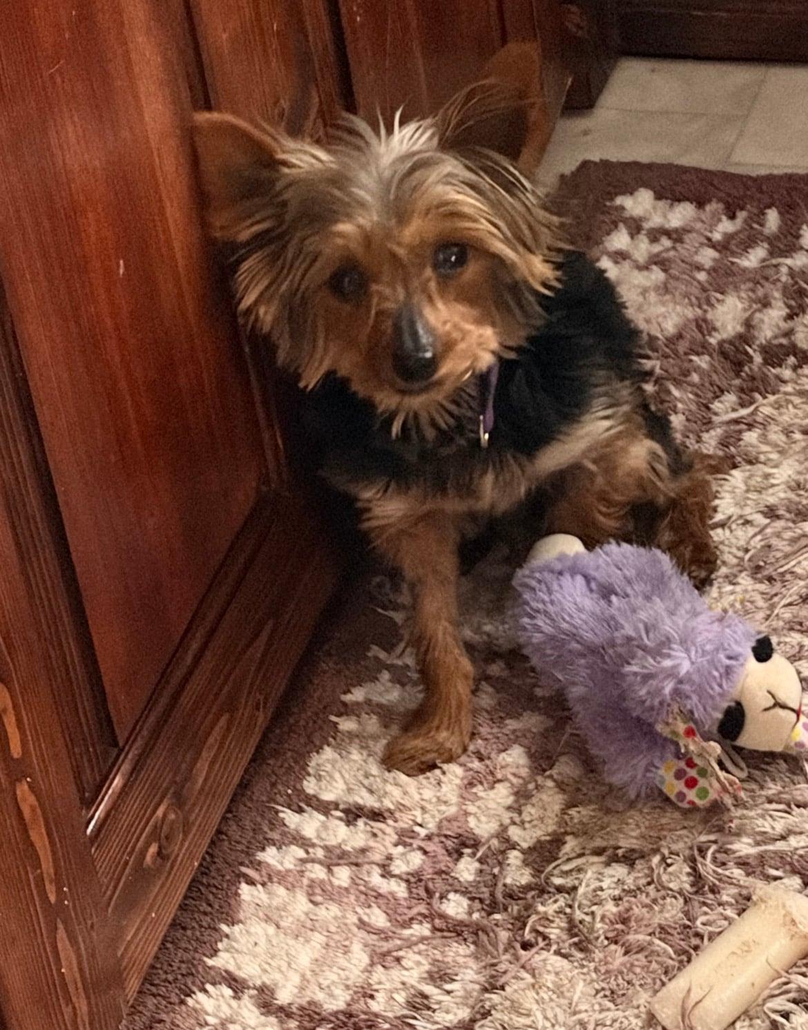 Enlarge Bitsy!!, an adopted Yorkshire Terrier in Celina, OH image 4/5