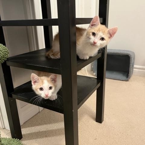 Enlarge Figgy (w/ Kringle and Tinsel), a Adoptable Domestic Short Hair in Caledon, ON image 4/4