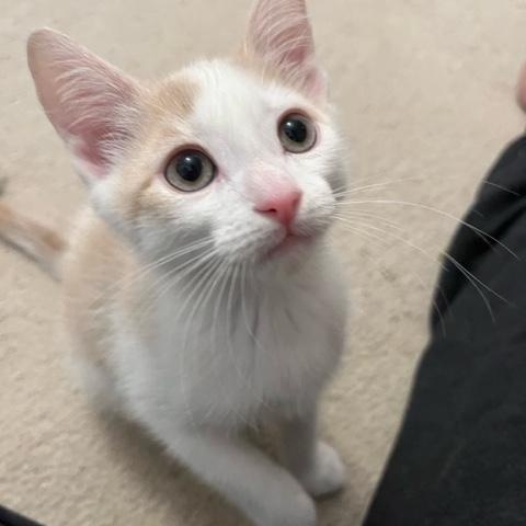 Figgy (w/ Kringle and Tinsel), Adoptable, Kitten Male Domestic Short Hair.