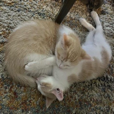 Enlarge Figgy (w/ Kringle and Tinsel), a Adoptable Domestic Short Hair in Caledon, ON image 2/4