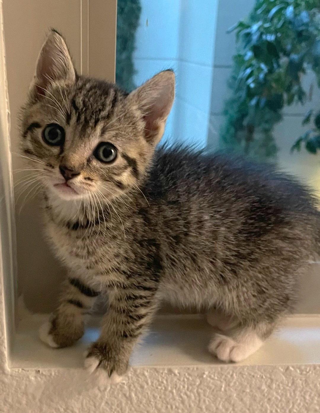 Bean, Adoptable, Kitten Male Domestic Short Hair & Tabby.