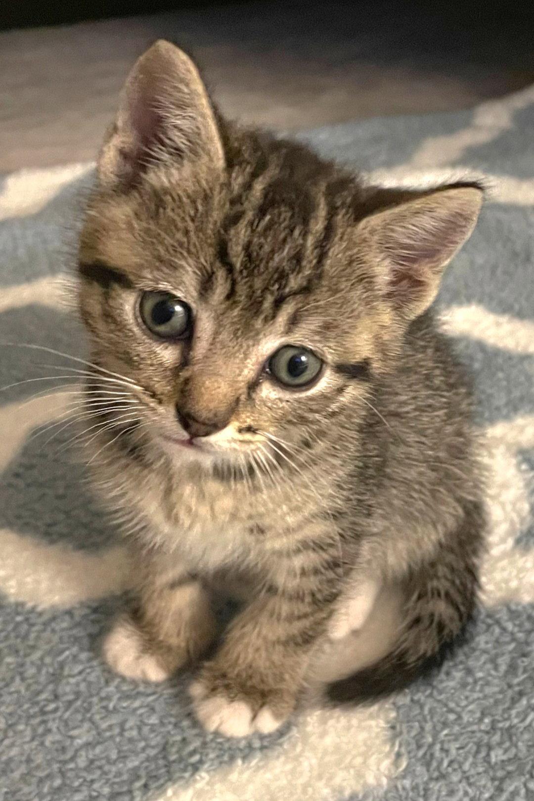 Enlarge Bean, a Adoptable mixed breed in Campbell, CA image 3/3