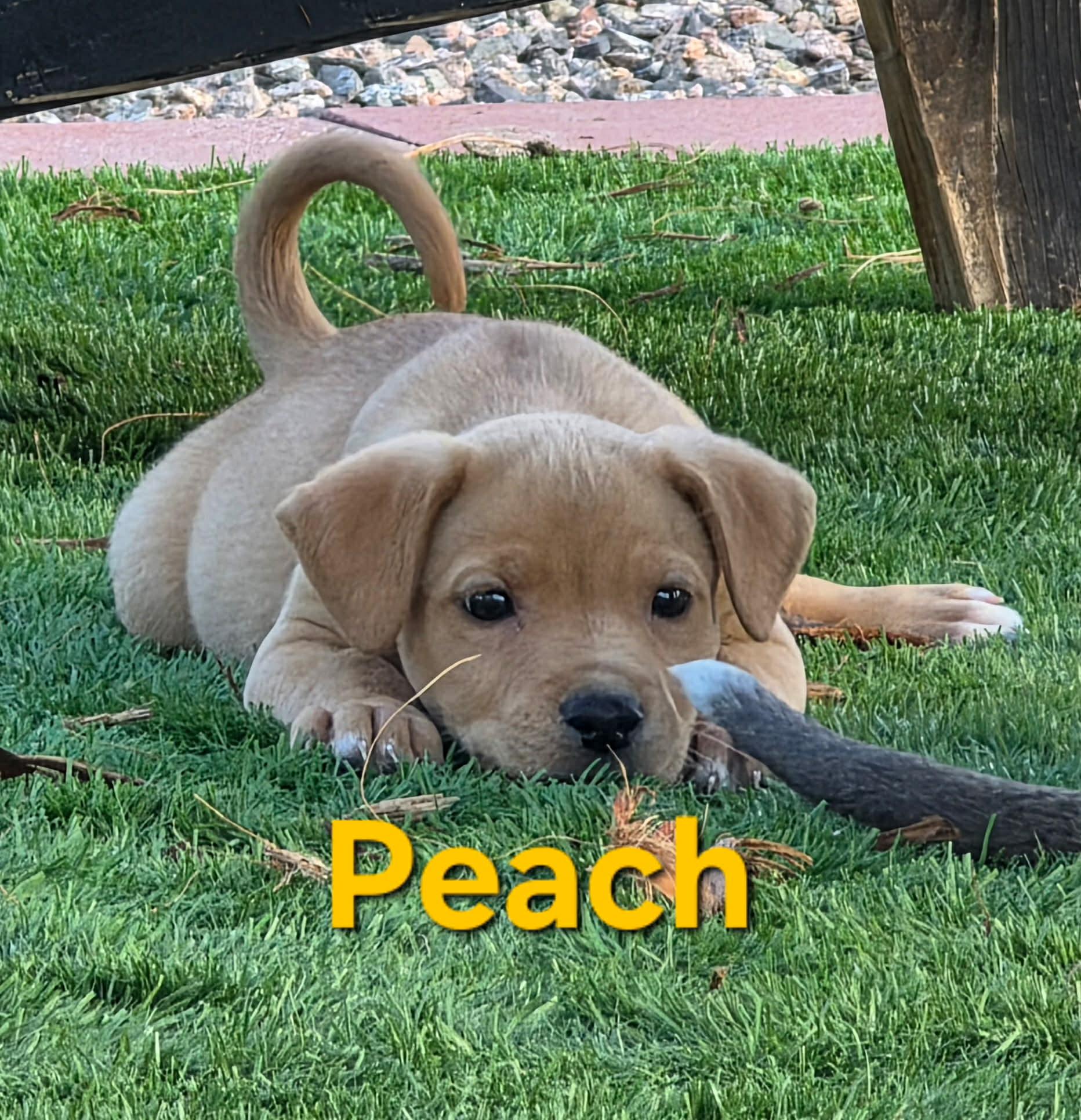Peach