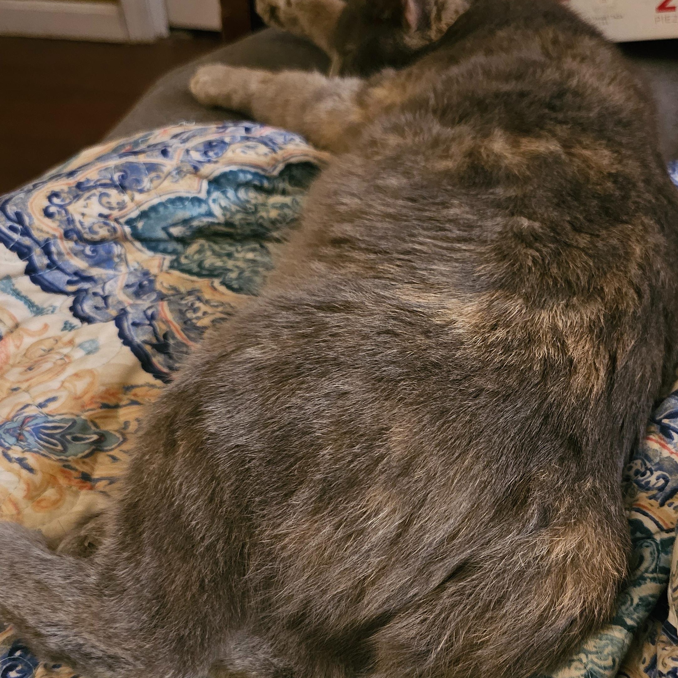 Enlarge Sedna, a Adopted American Bobtail in Central City, KY image 1/4