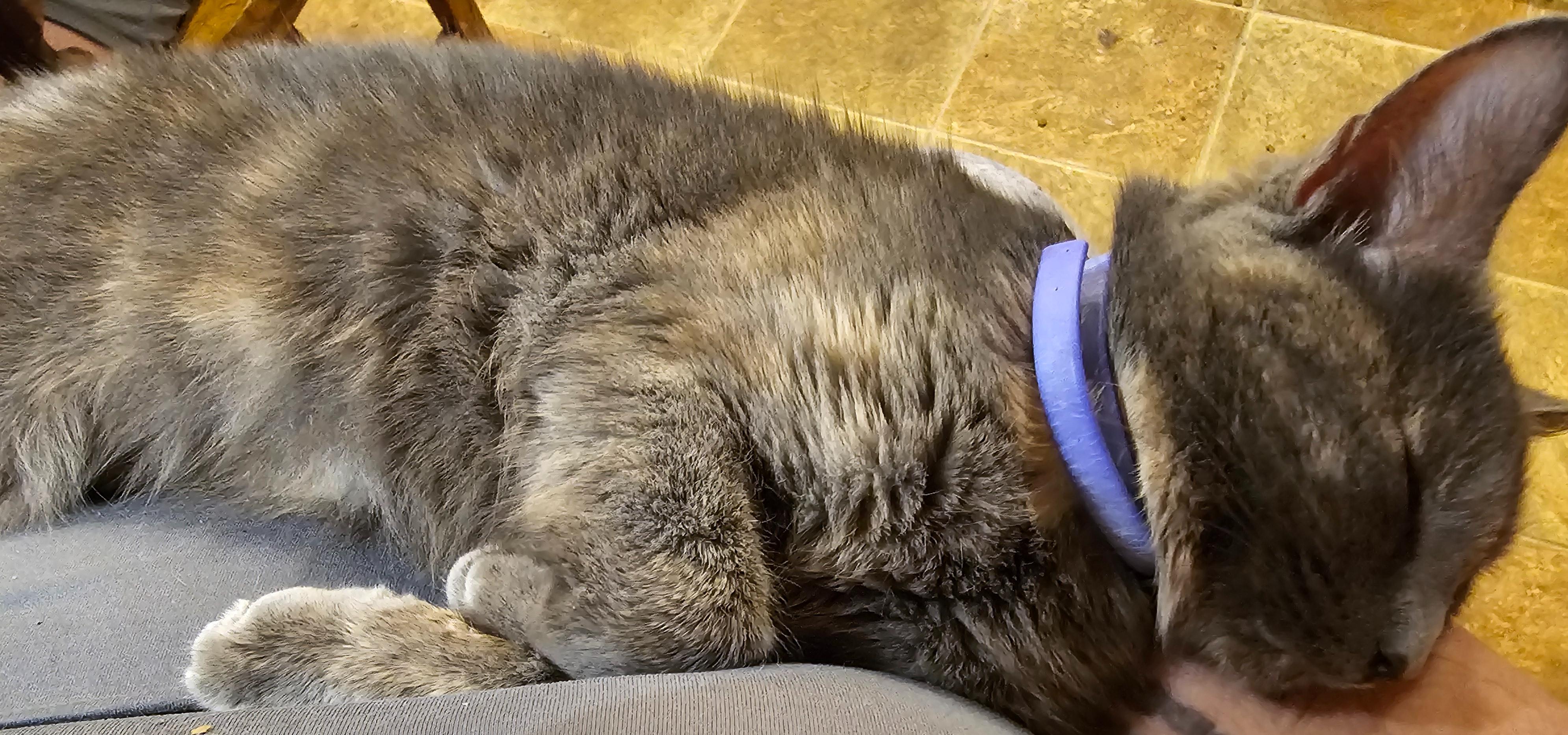 Enlarge Sedna, a Adopted American Bobtail in Central City, KY image 2/4