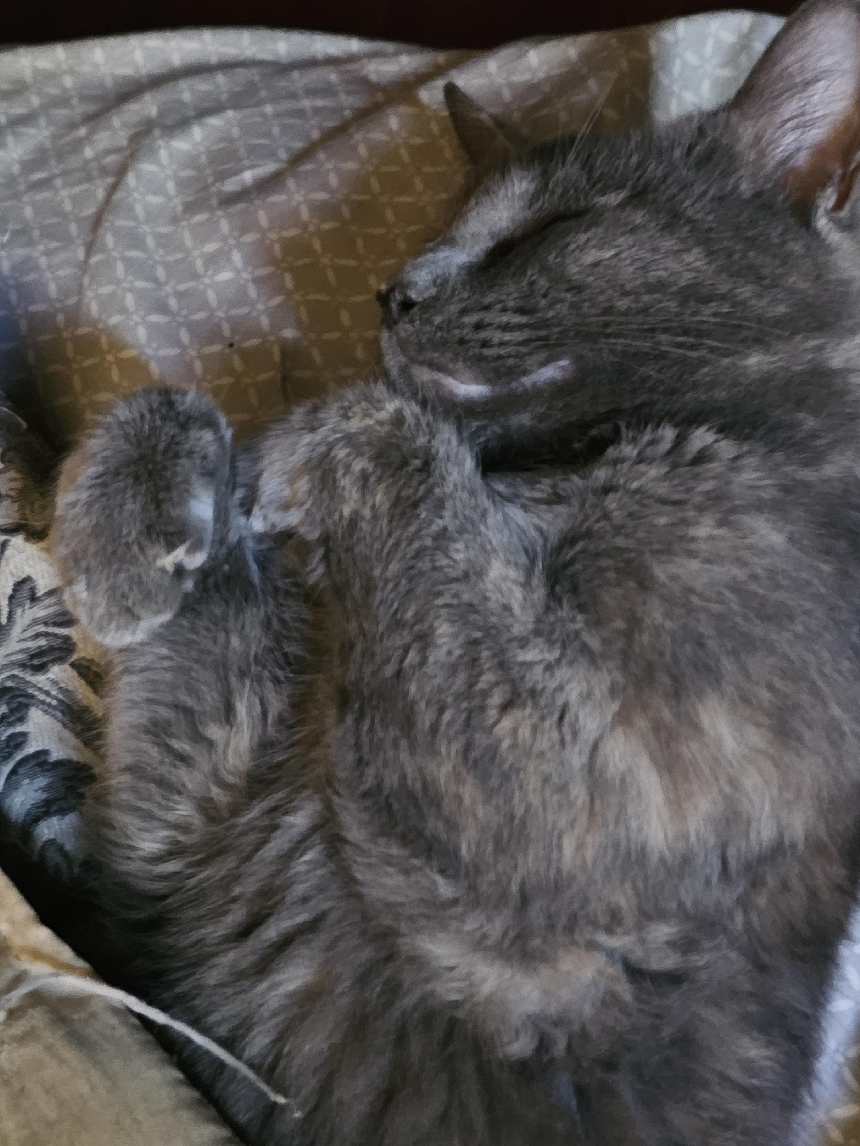 Enlarge Sedna, a Adopted American Bobtail in Central City, KY image 3/4