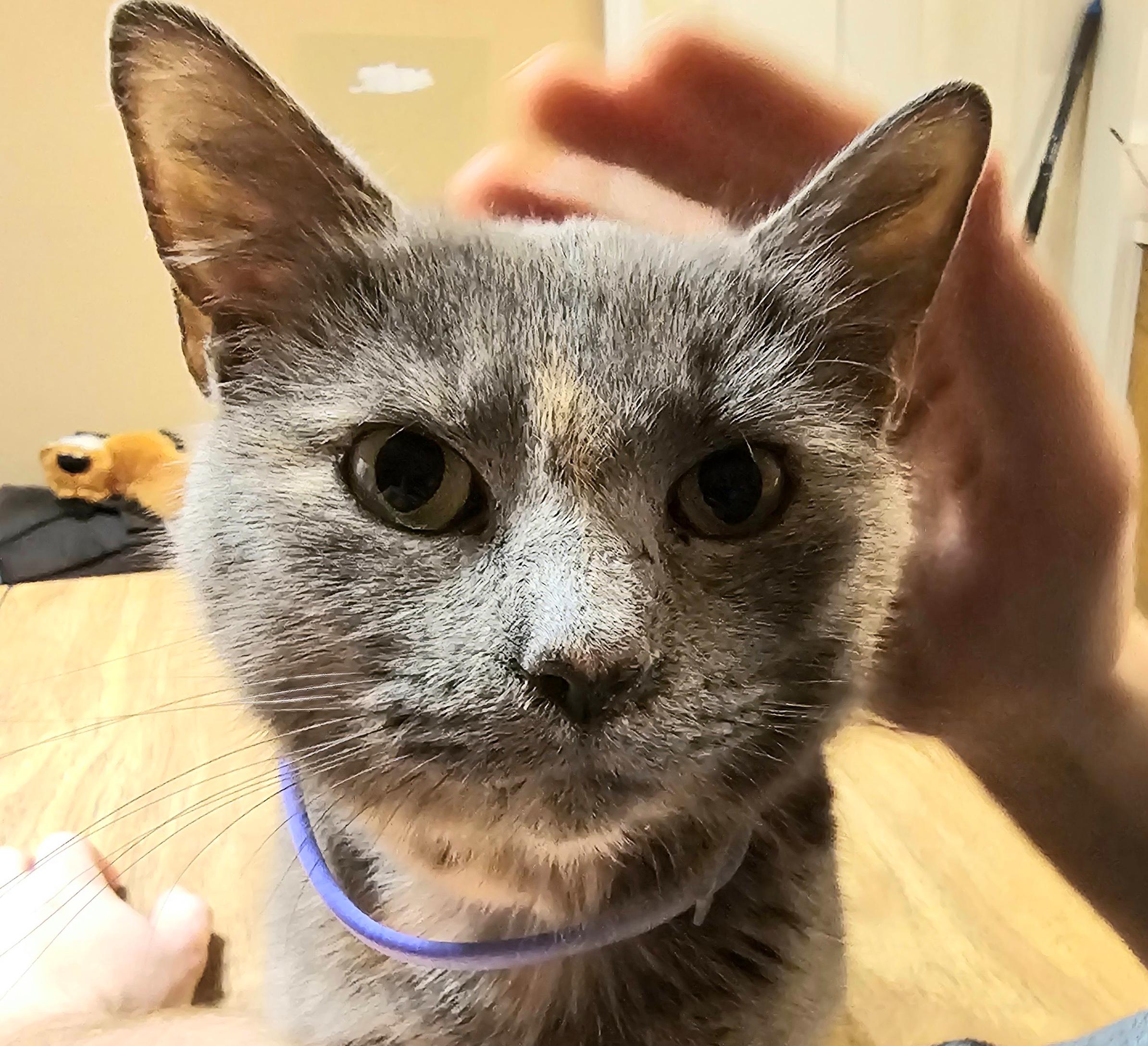 Enlarge Sedna, a Adopted American Bobtail in Central City, KY image 4/4