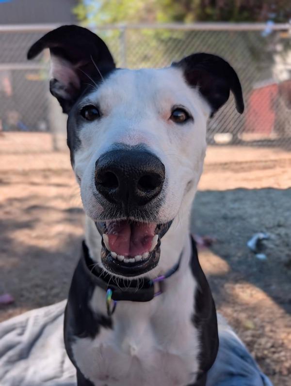 Enlarge Lily, a Adoptable mixed breed in Littleton, CO image 1/1