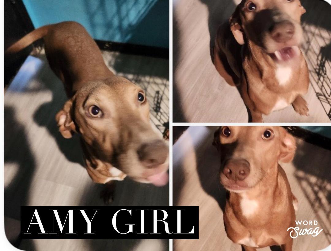 Enlarge amy, a ADOPTABLE mixed breed in canyon lake, TX image 1/1