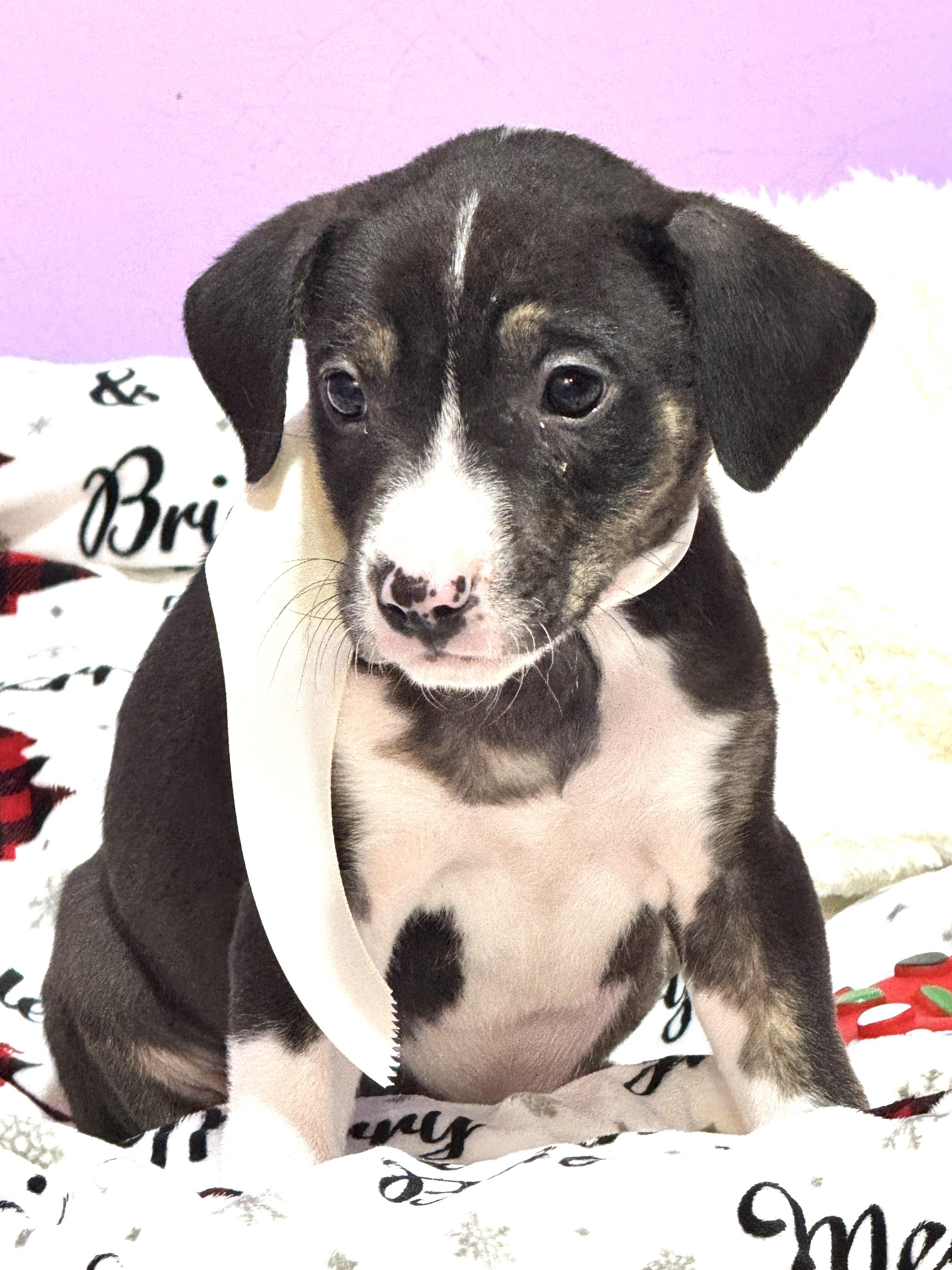 DEON, ADOPTABLE, Puppy Male Hound & American Staffordshire Terrier.
