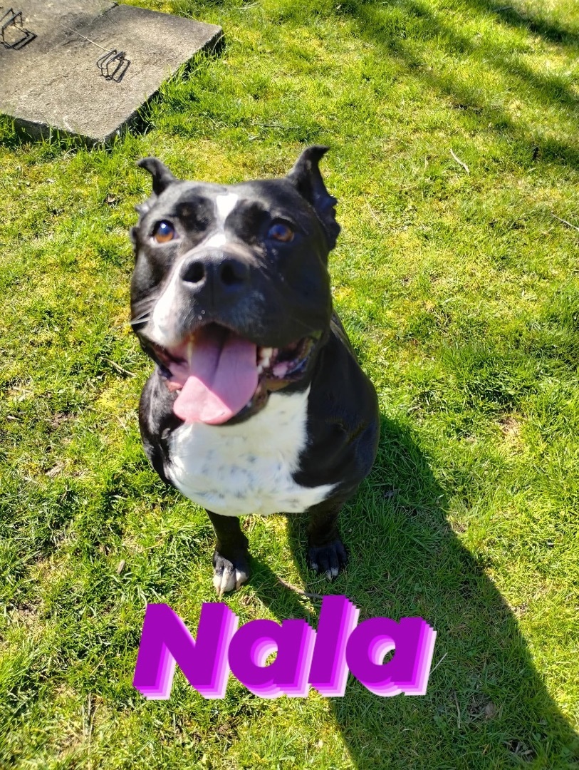 Nala, a Adoptable Mixed Breed in fennville, MI image 1/5