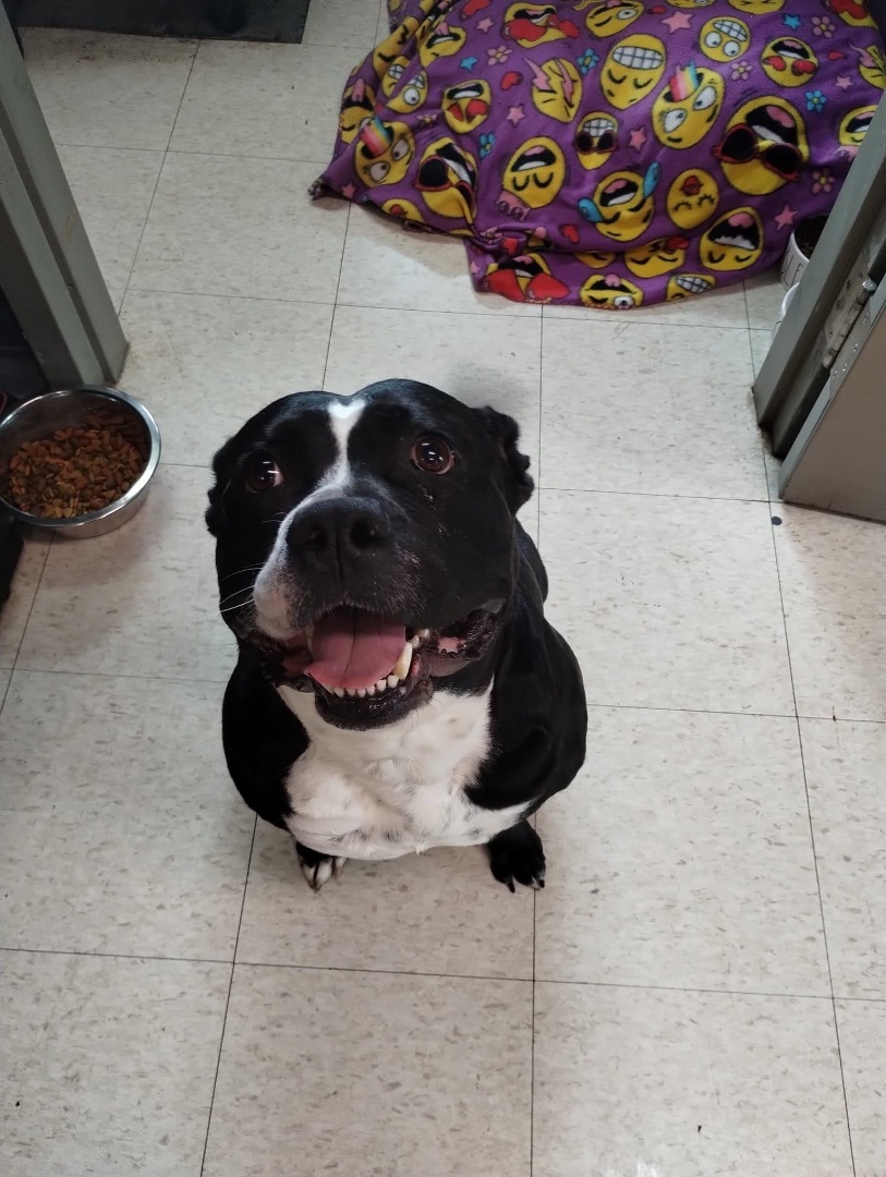 Nala, a Adoptable Mixed Breed in fennville, MI image 2/5