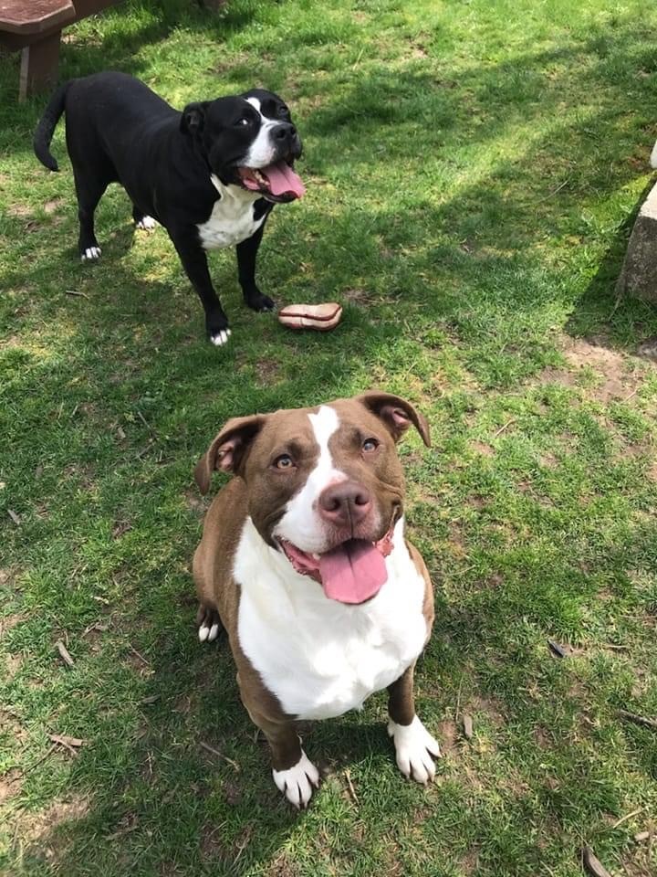 Nala photo 4