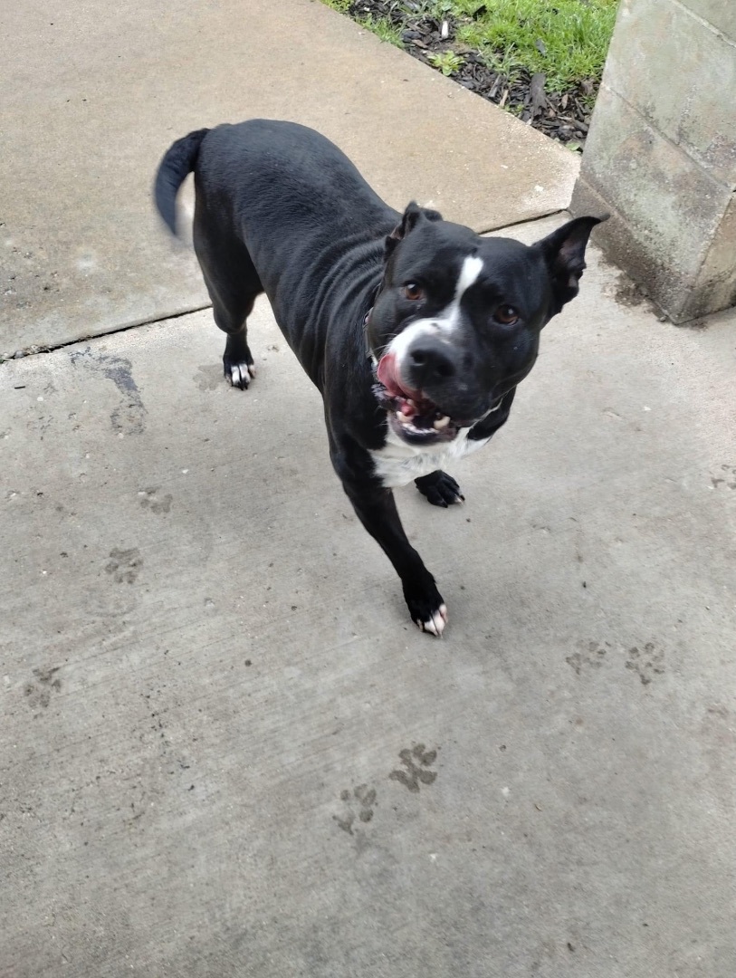 Nala, a Adoptable Mixed Breed in fennville, MI image 5/5