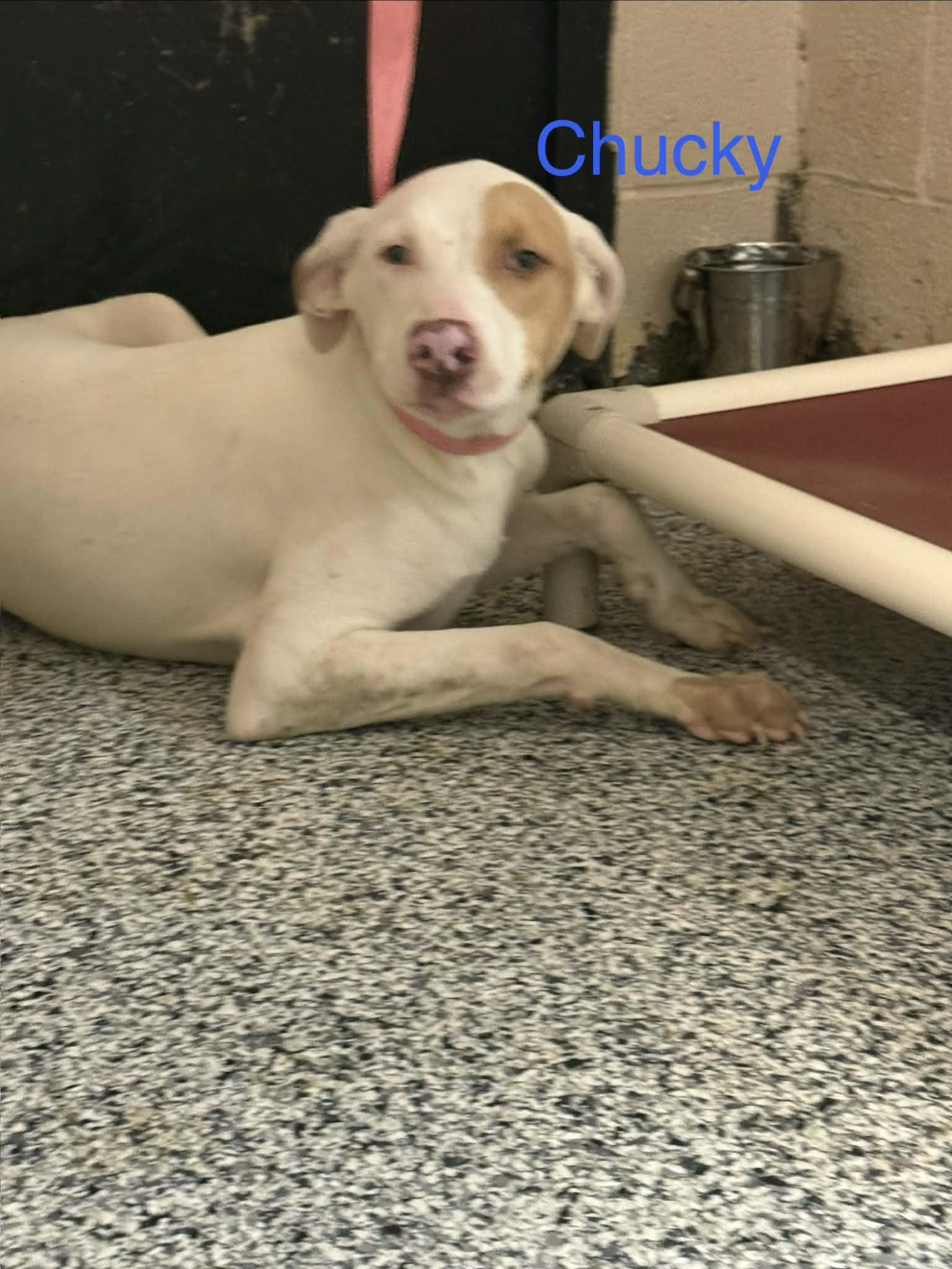 Enlarge Chucky, a Adoptable Pointer in Fayetteville, WV image 1/1