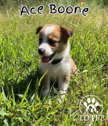 Ace Boone