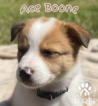 Ace Boone