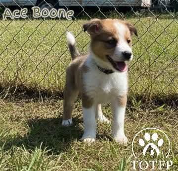 Ace Boone