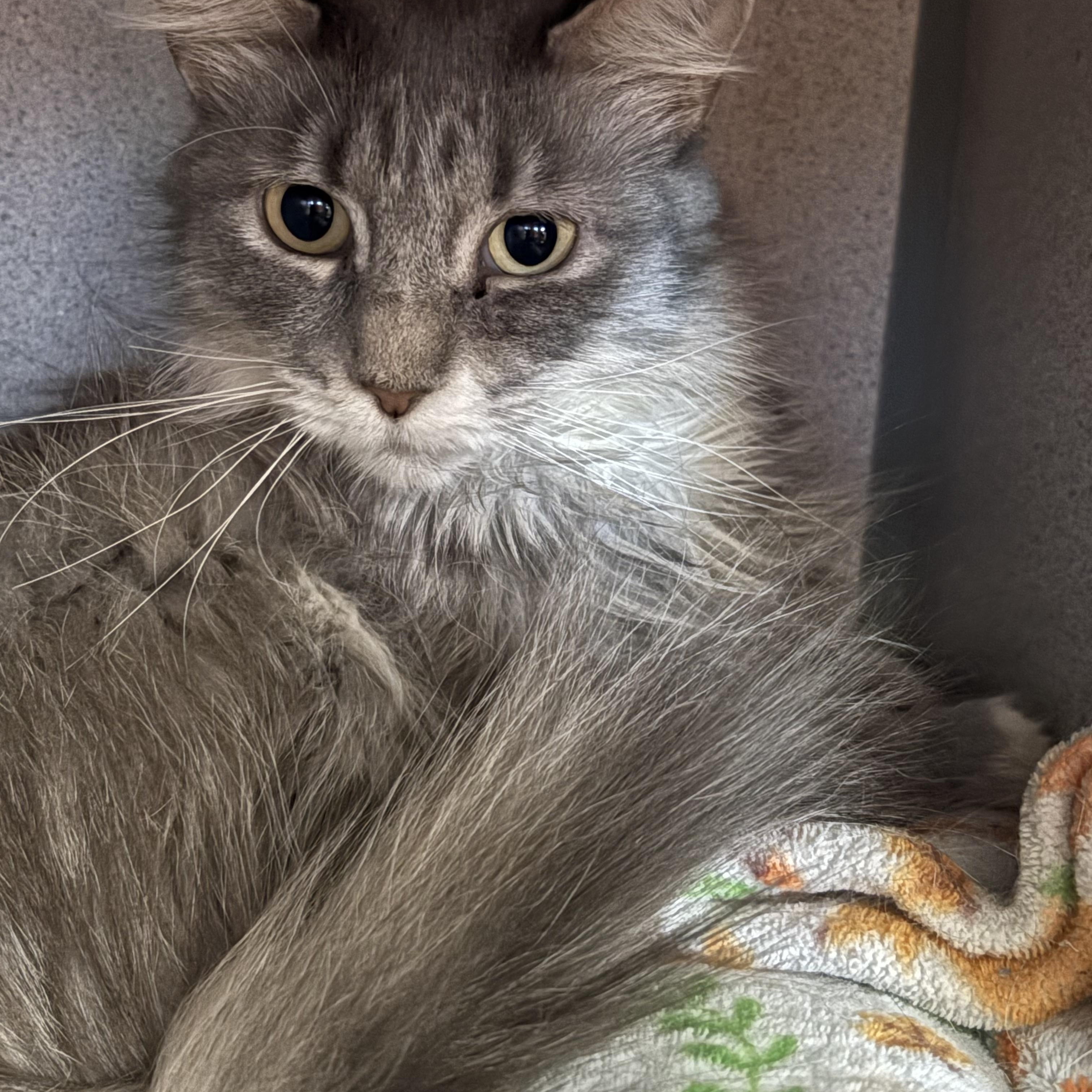 Henrietta, adopted, Young Female Domestic Long Hair.