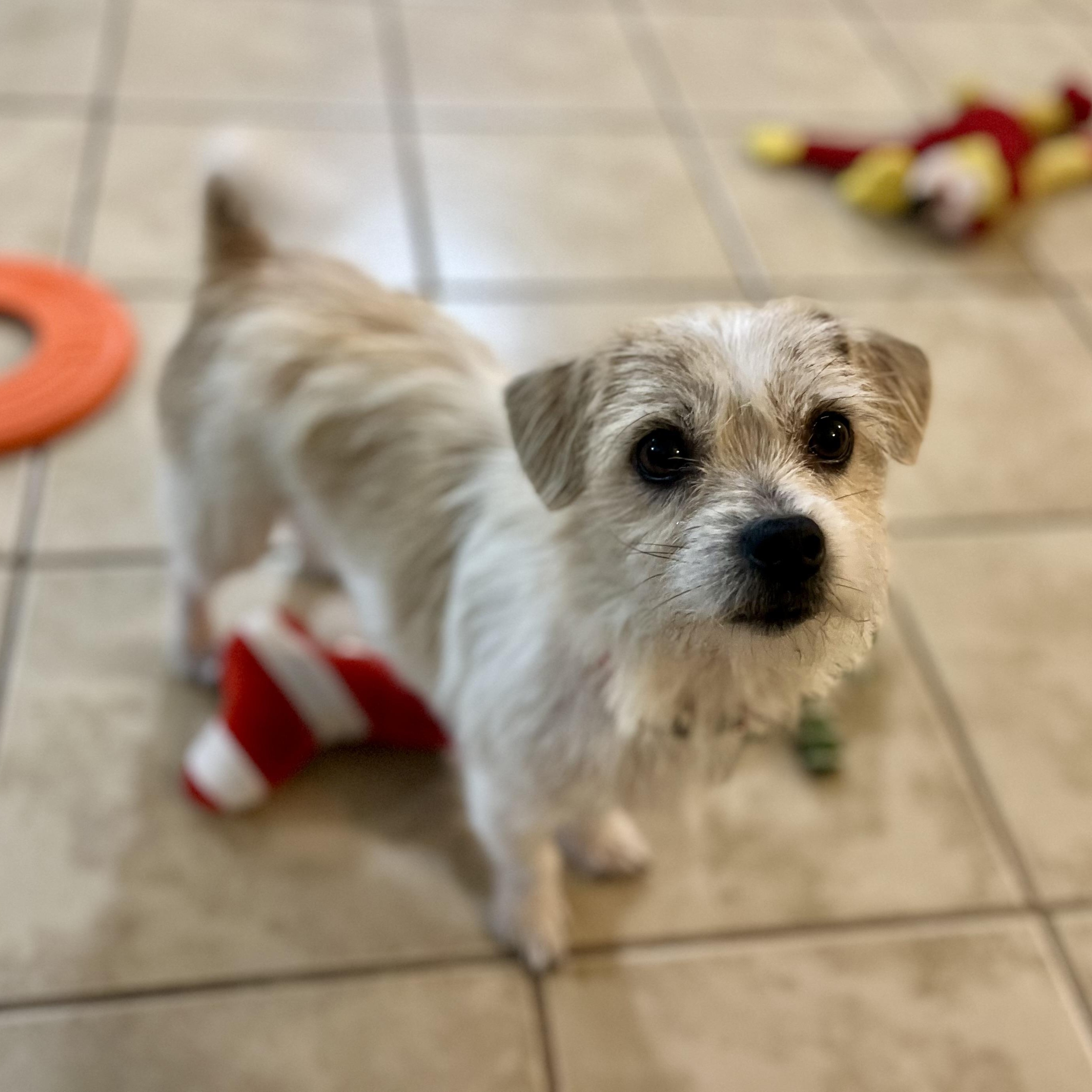 Enlarge Kennedy, an adopted mixed breed in Greensboro, NC image 2/6