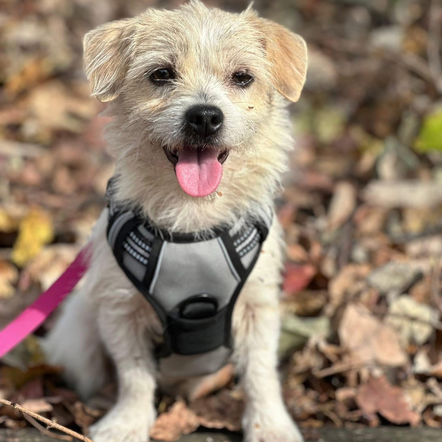 Enlarge Kennedy, an adopted mixed breed in Greensboro, NC image 3/6