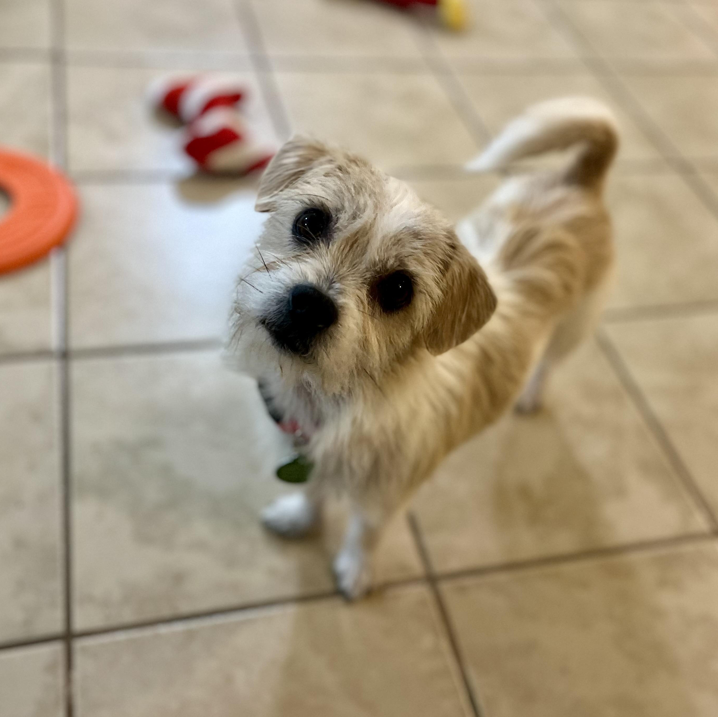 Enlarge Kennedy, an adopted mixed breed in Greensboro, NC image 4/6