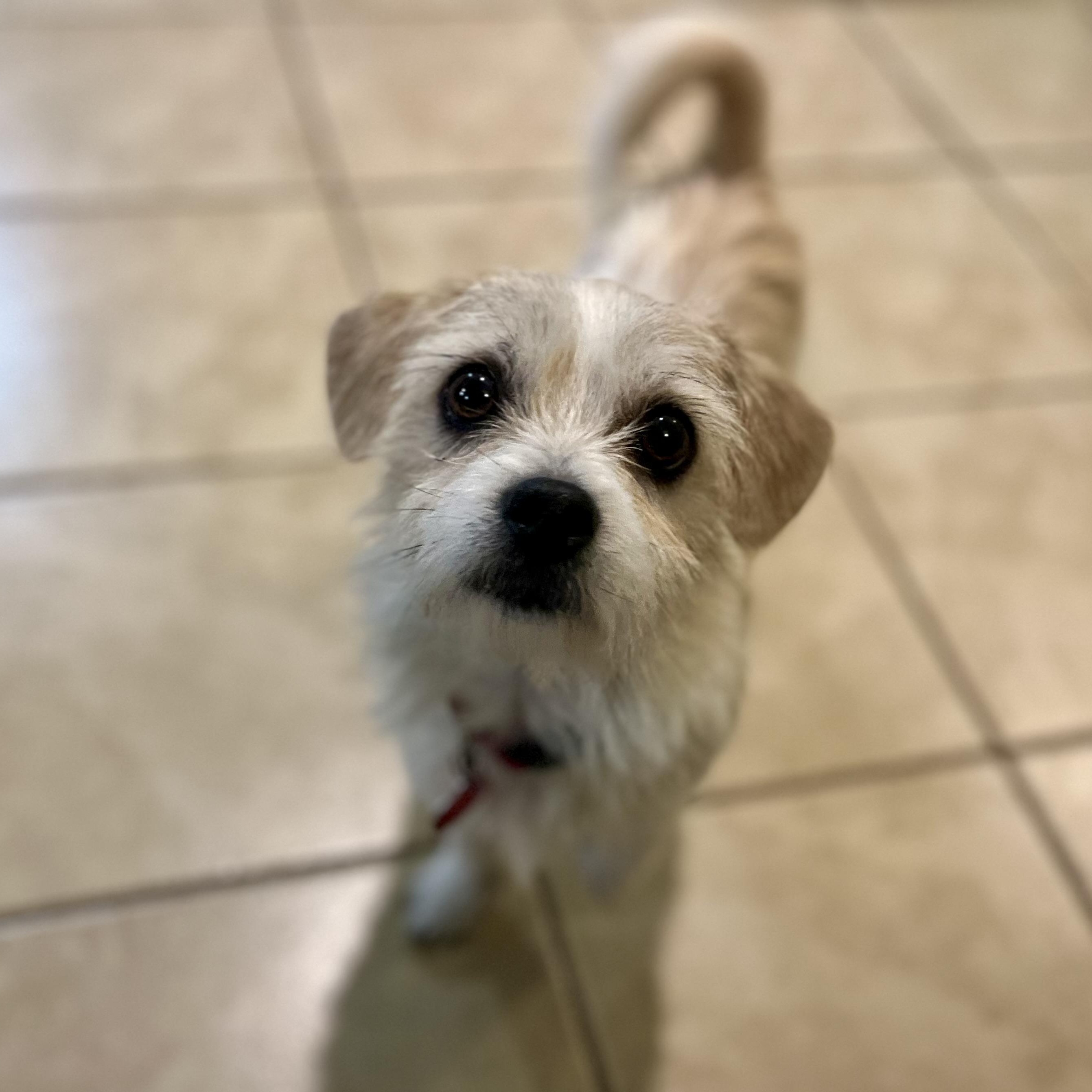 Enlarge Kennedy, an adopted mixed breed in Greensboro, NC image 5/6