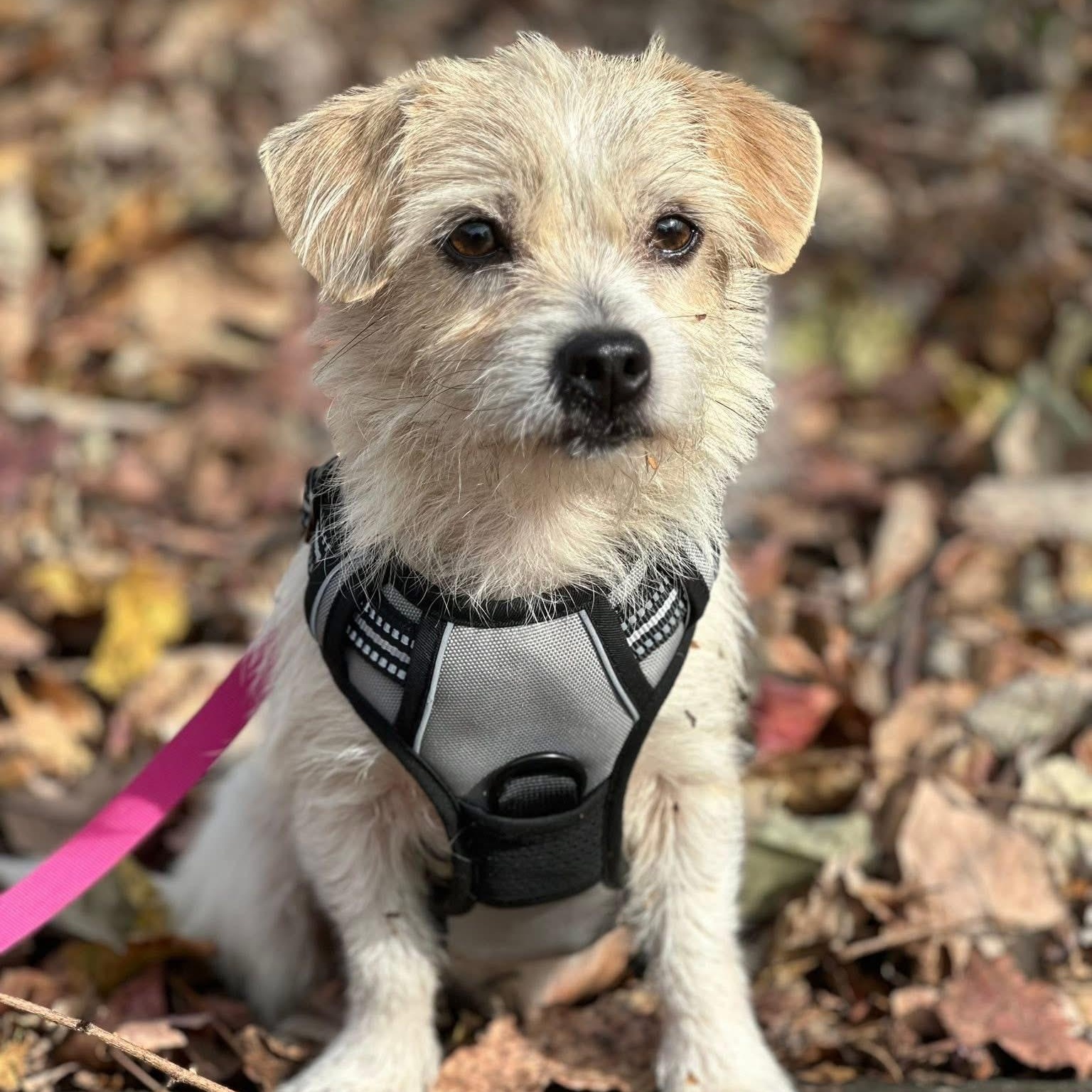 Enlarge Kennedy, an adopted mixed breed in Greensboro, NC image 6/6