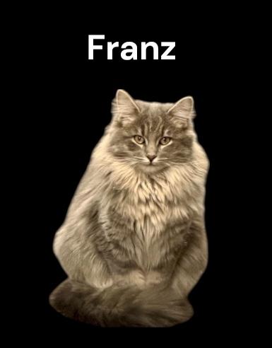 Enlarge Franz (Bonded with Hans), a ADOPTABLE Domestic Long Hair in Auburn, CA image 1/1