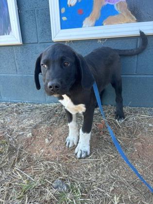 25-170 Chinook, Adoptable, Puppy Male Labrador Retriever & Hound.