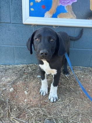 Enlarge 25-170 Chinook, a Adoptable mixed breed in Barnesville, GA image 2/2