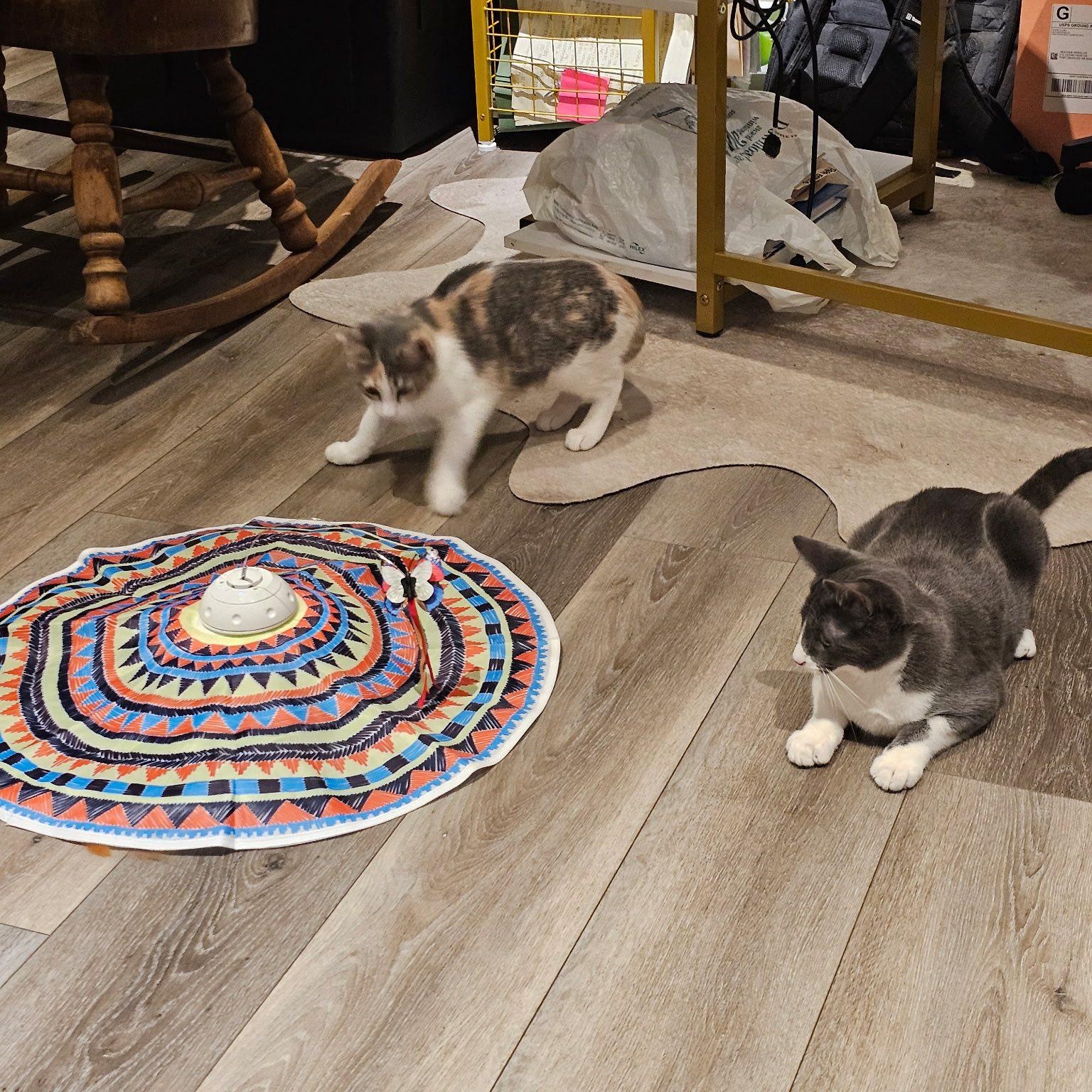 Enlarge Jerry and Chrissie, a Adoptable Domestic Short Hair in Redmond, WA image 3/6