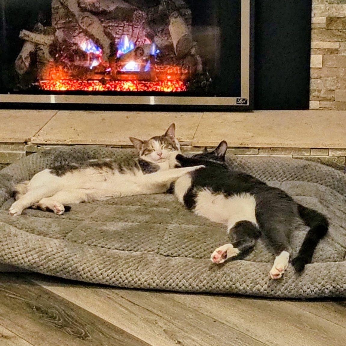 Enlarge Jerry and Chrissie are in Washington!, a Adoptable Domestic Short Hair in Redmond, WA image 1/6