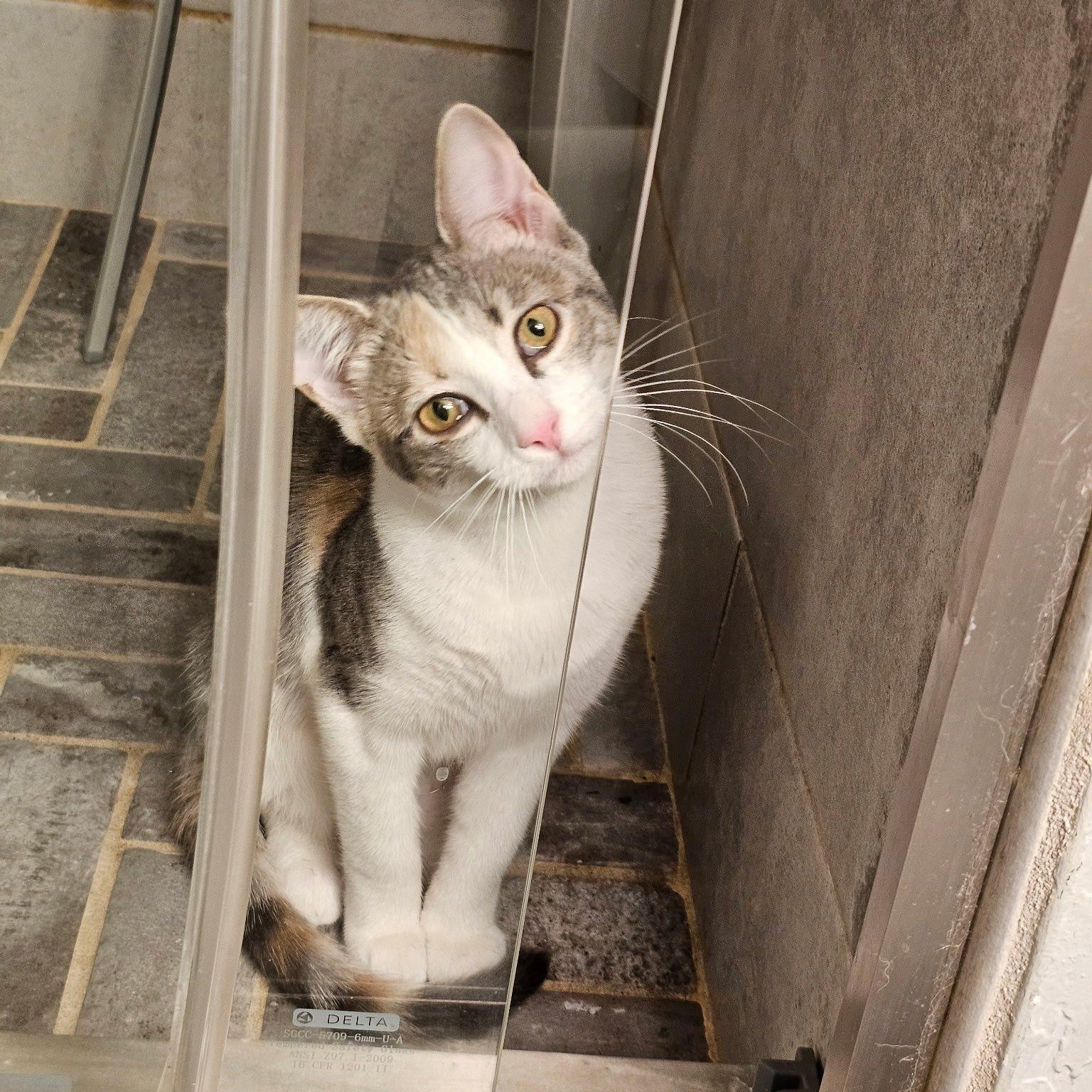 Enlarge Jerry and Chrissie, a Adoptable Domestic Short Hair in Redmond, WA image 2/6