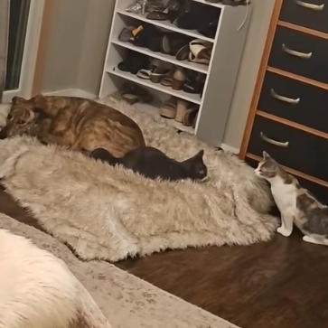 Enlarge Jerry and Chrissie, a Adoptable Domestic Short Hair in Redmond, WA image 6/6