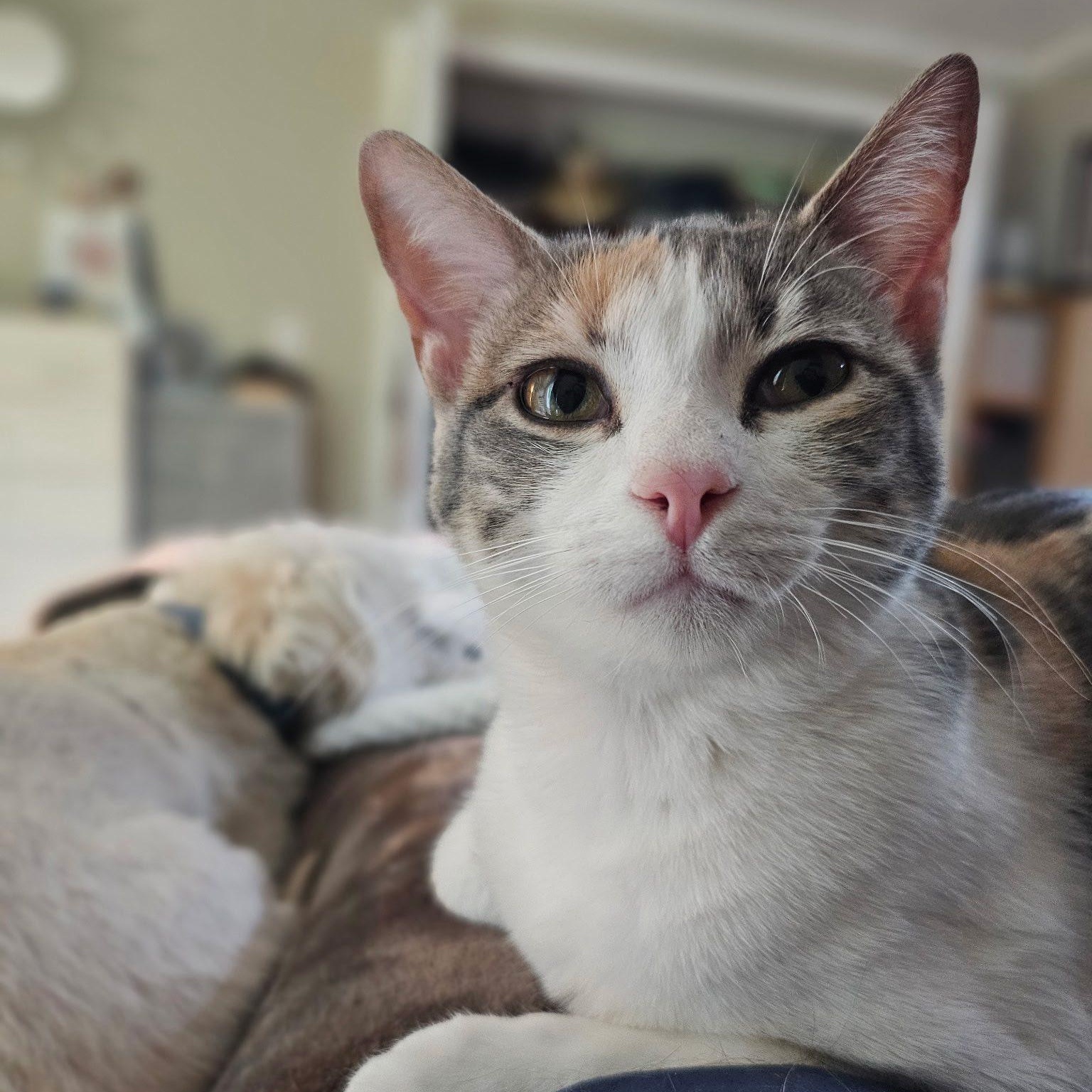 Enlarge Jerry and Chrissie are in Washington!, a Adoptable Domestic Short Hair in Redmond, WA image 5/6