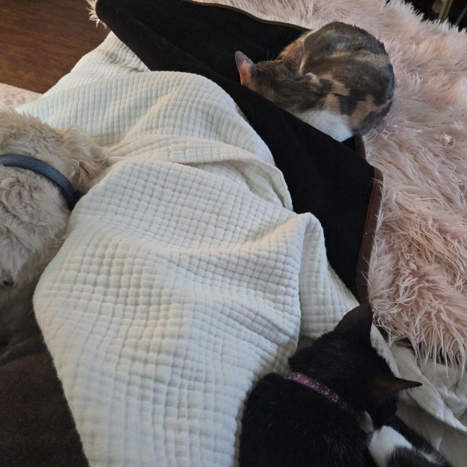 Enlarge Jerry and Chrissie are in Washington!, a Adoptable Domestic Short Hair in Redmond, WA image 6/6