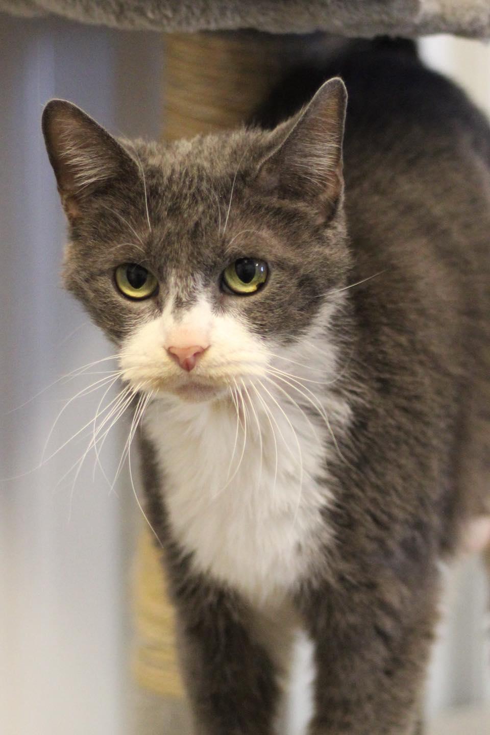 Enlarge Jane, a other Domestic Short Hair in Calhoun, KY image 2/5