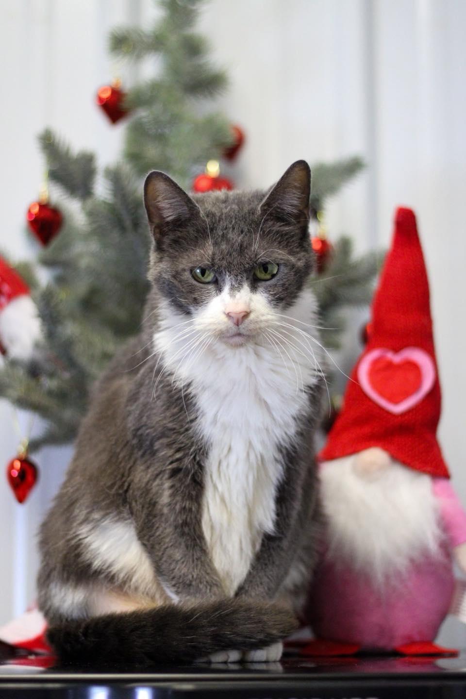 Enlarge Jane, a other Domestic Short Hair in Calhoun, KY image 3/5