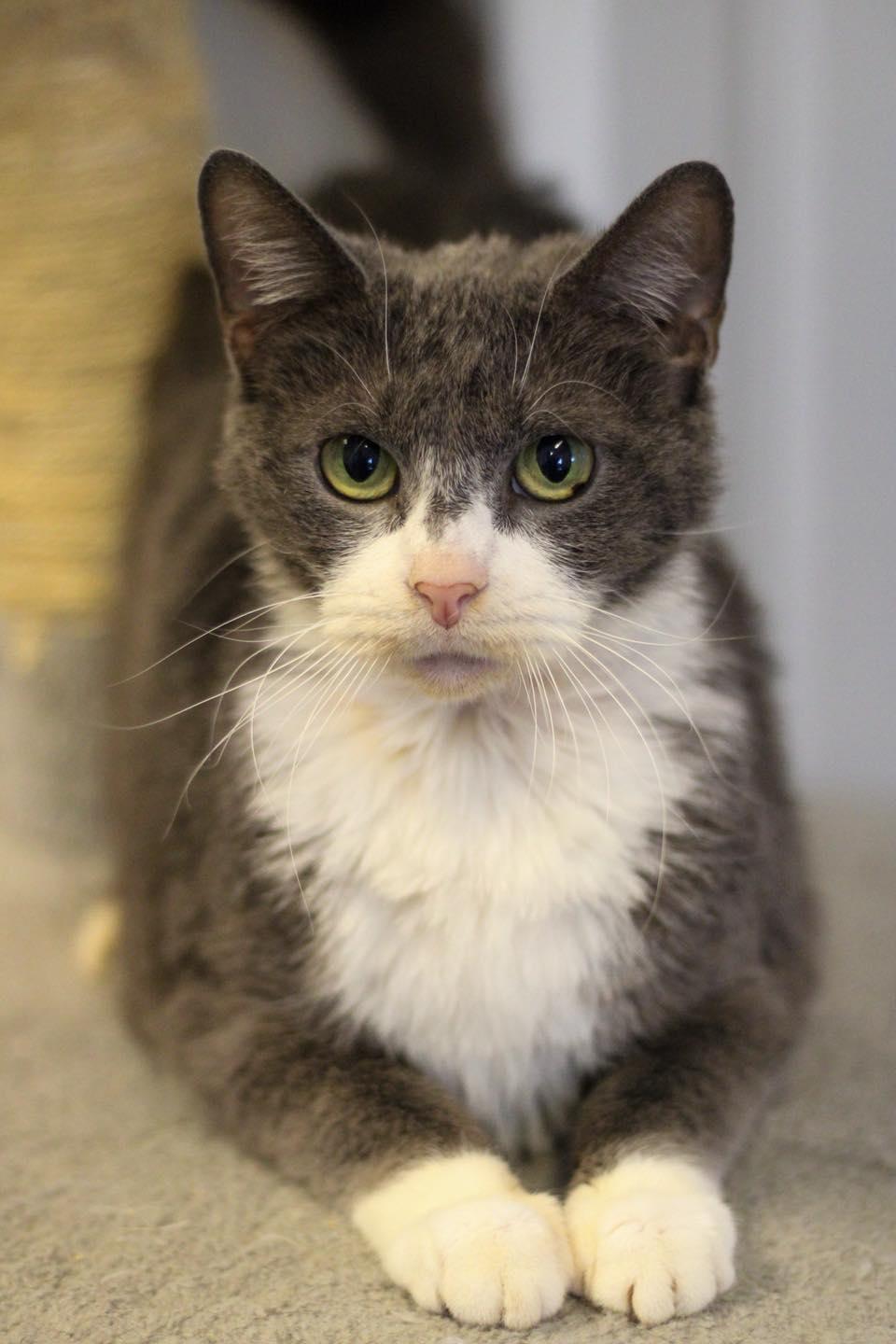 Enlarge Jane, a other Domestic Short Hair in Calhoun, KY image 1/5