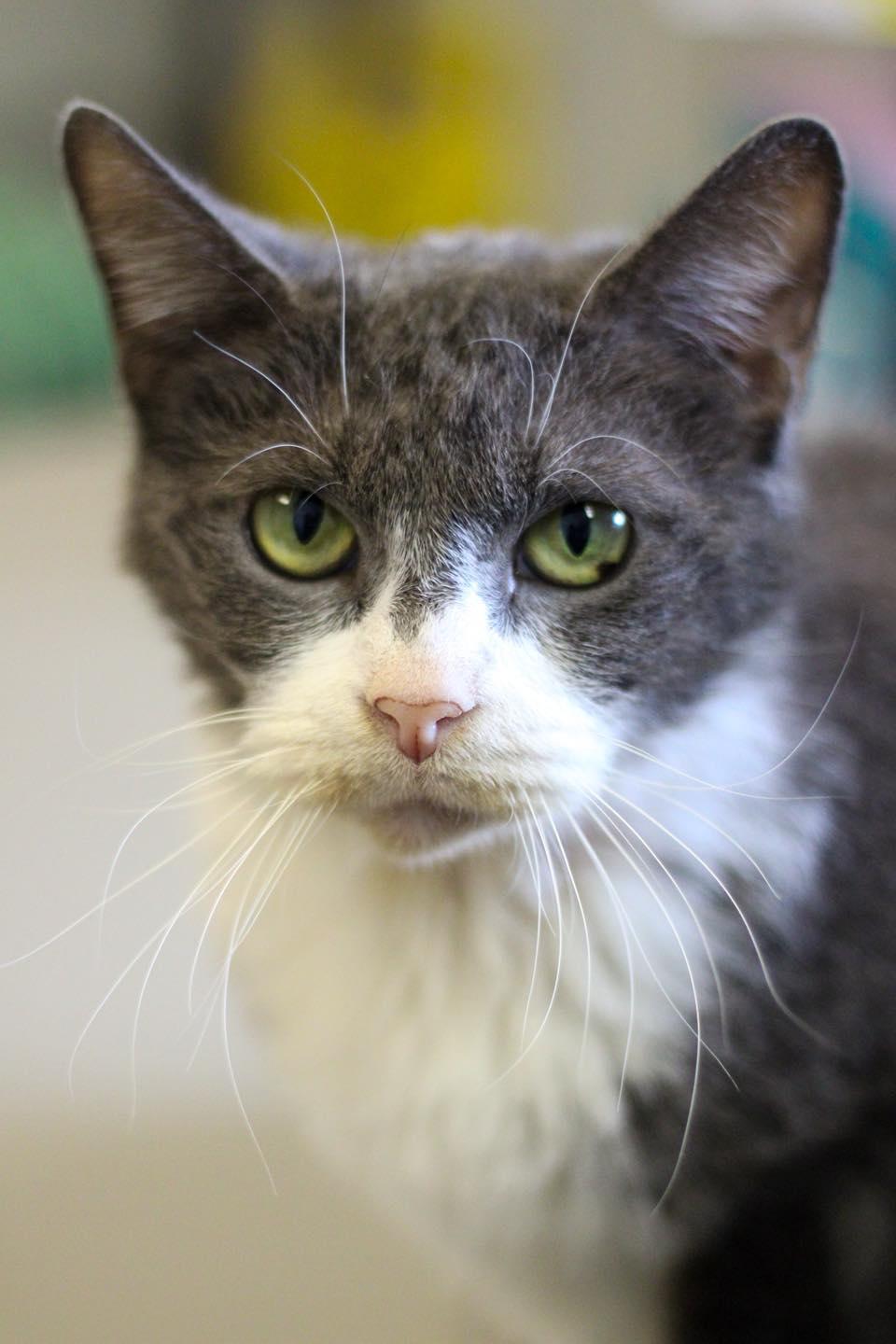 Enlarge Jane, a other Domestic Short Hair in Calhoun, KY image 5/5