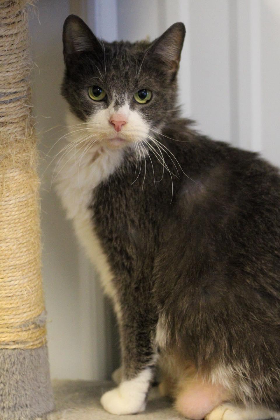 Enlarge Jane, a other Domestic Short Hair in Calhoun, KY image 4/5