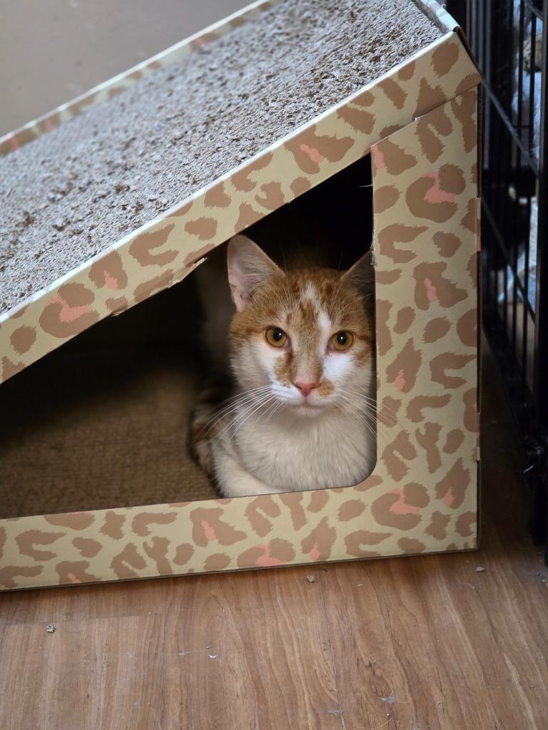 Milo, Adoptable, Young Male Domestic Short Hair.