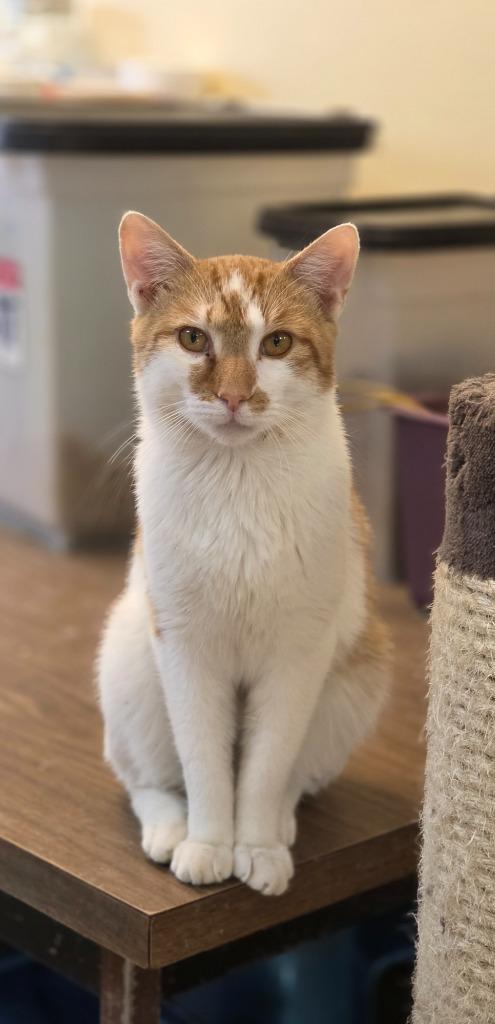 Enlarge Milo, a Adoptable mixed breed in Sprakers, NY image 2/2