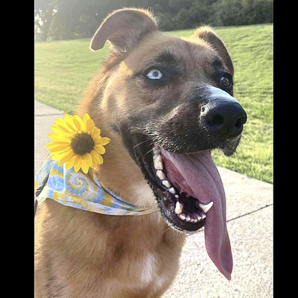 Astra — thumbnail 2